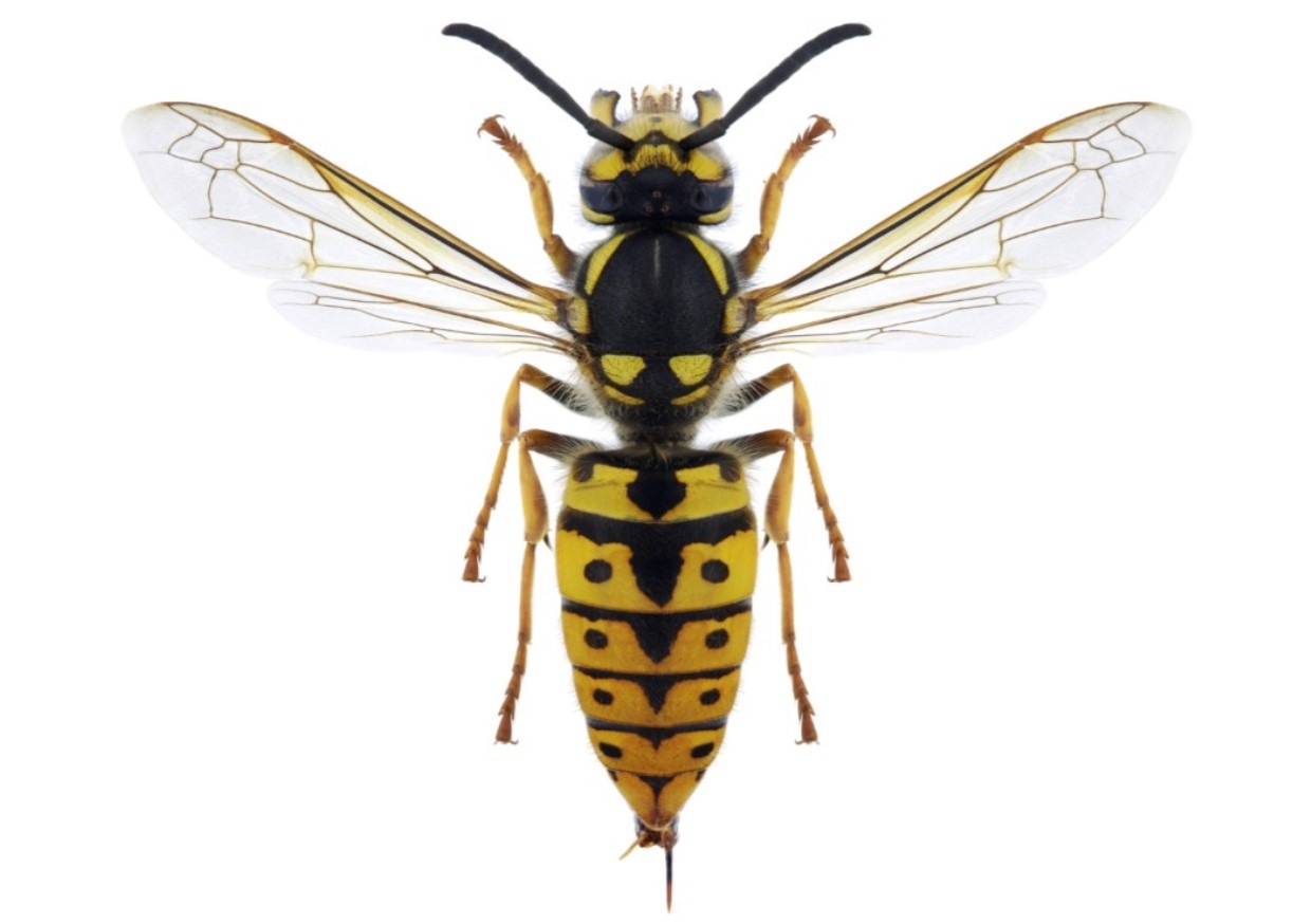 Wasp Control, Wasp Poison, Wasp Problem, Wasp Prevention, Wasp Eradication, Wasp Proof, pest control service, pest free, pest control
