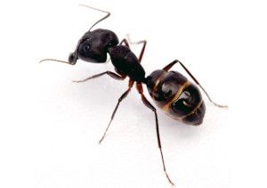 We provide specialist pest control services for ant problems in Merseyside