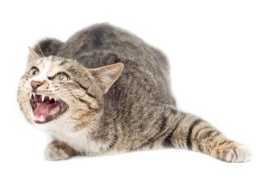 We provide pest control services for ferral cat problems in Merseyside