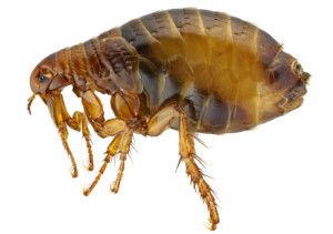 We provide specialist pest control services for flea problems in Liverpool