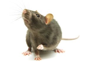 We provide pest control services for rat problems in Merseyside
