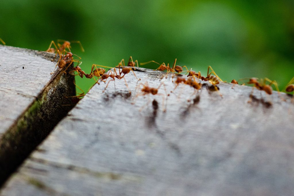 ants independent pest control in home