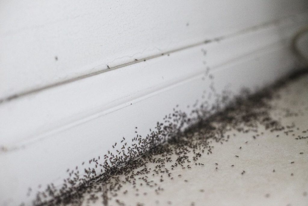 ants independent pest control in your business