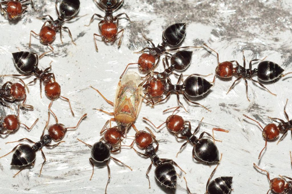 ants infestation independent pest control