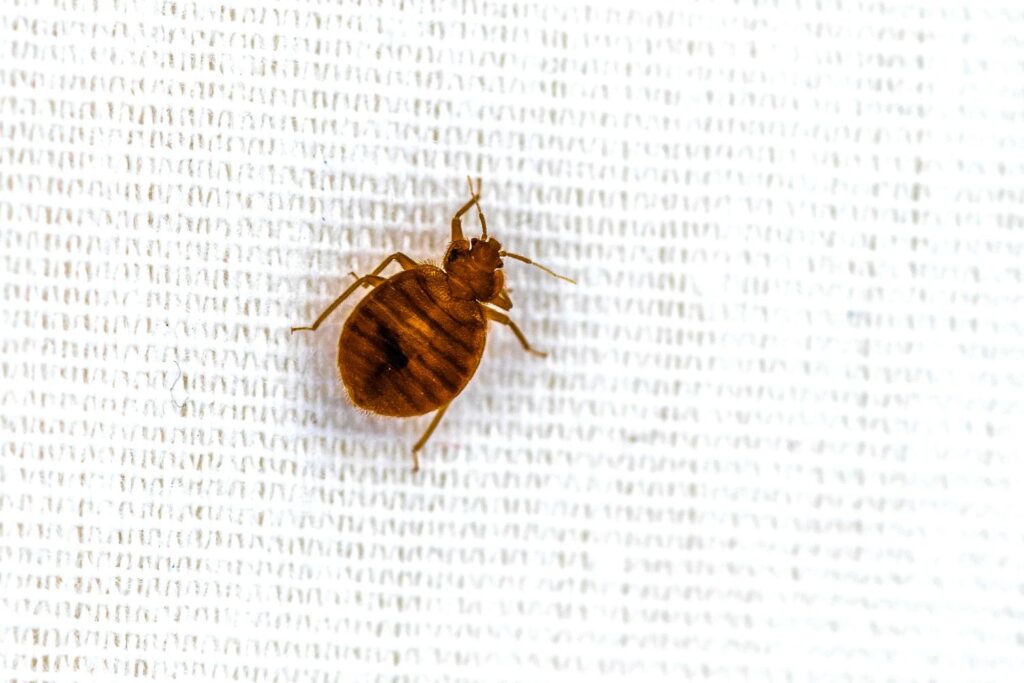 bed bugs independent pest control