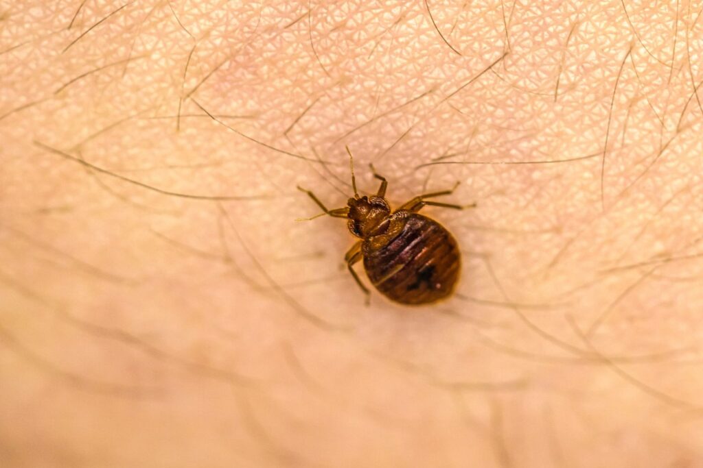 bed bugs independent pest control in home