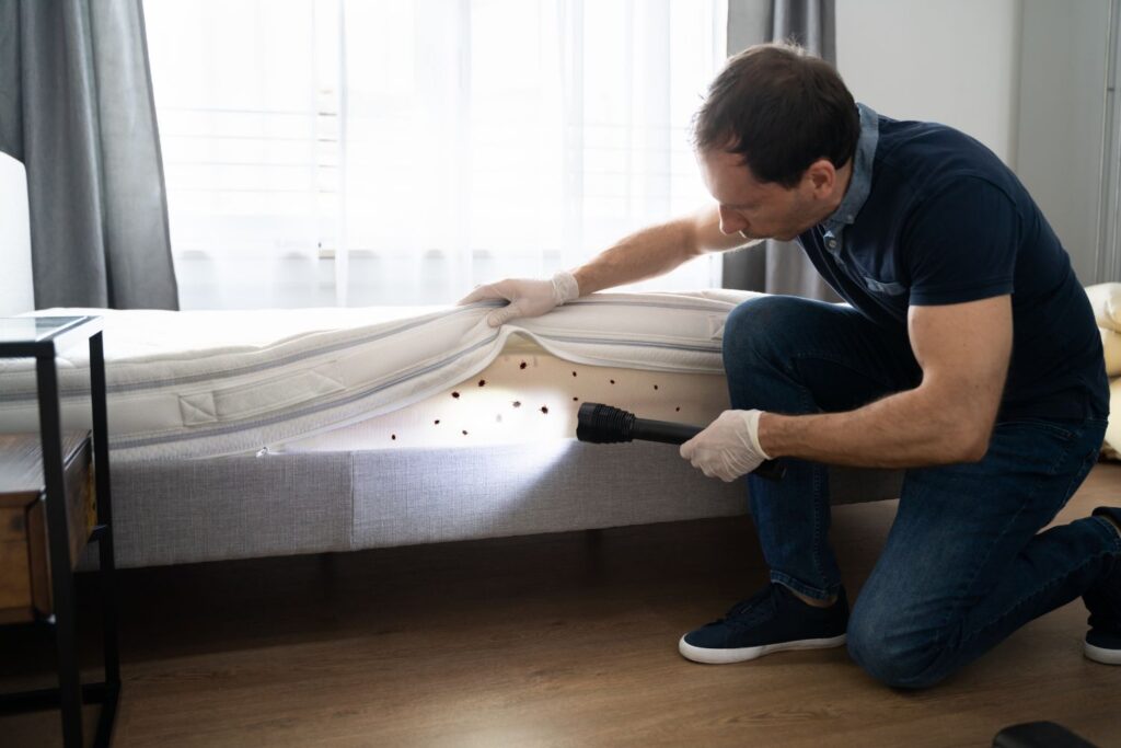 bed bugs independent pest control in your business