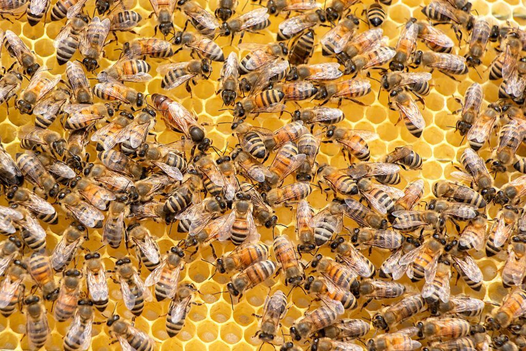 bees infestation independent pest control