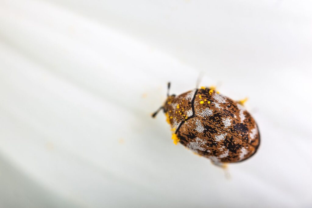 carpet beetle infestation independent pest control