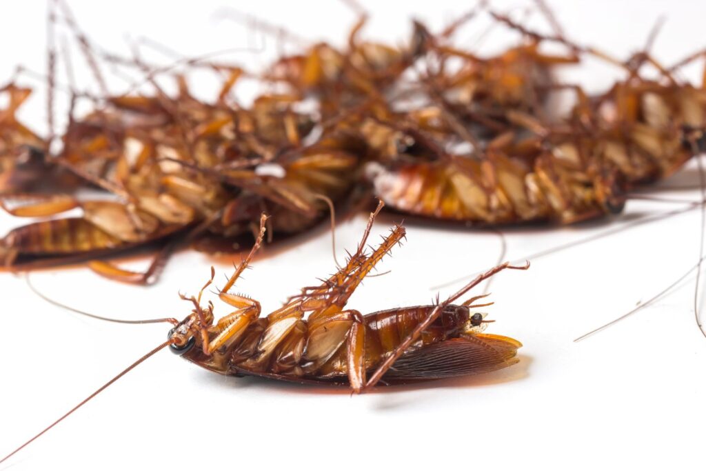 cockroach pest control bed bugs