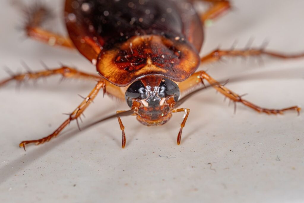 cockroaches independent pest control in your business