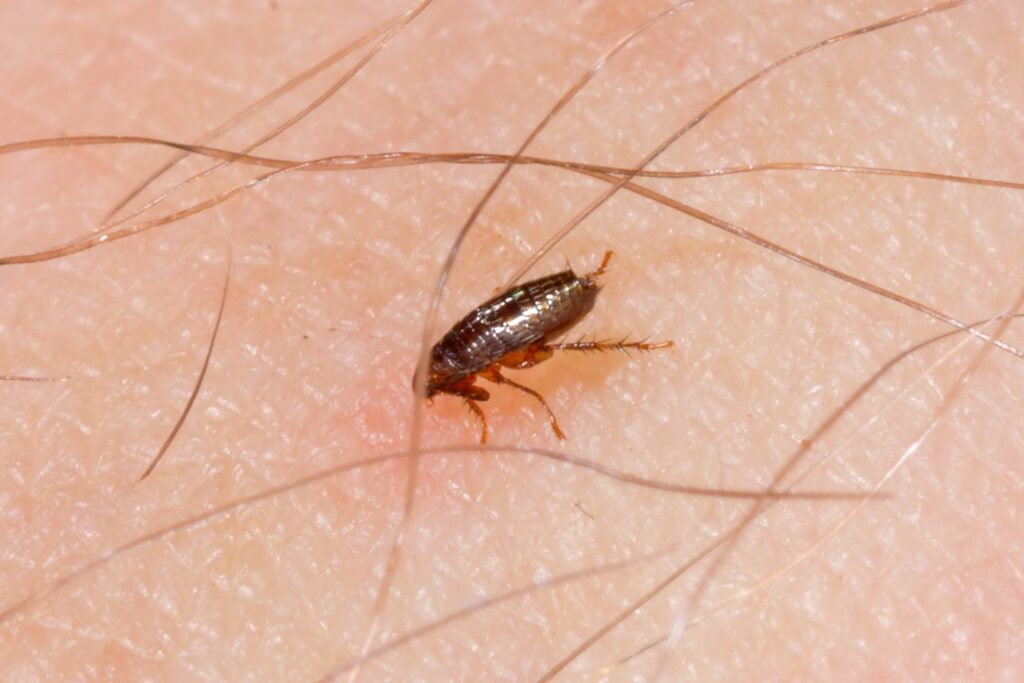 fleas infestation independent pest control