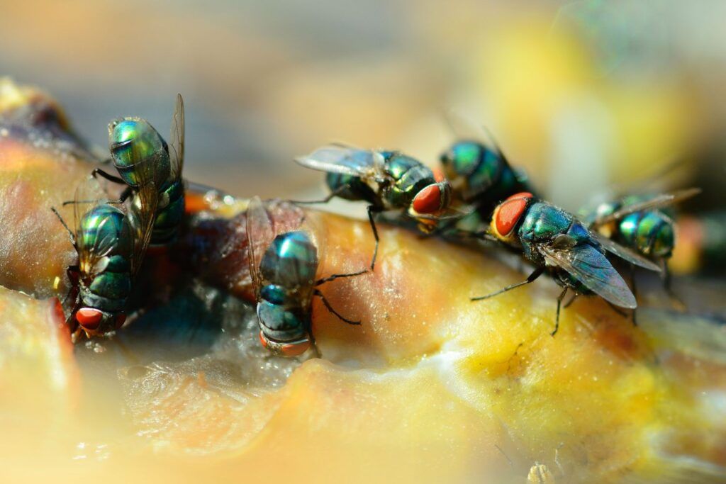 flies independent pest control