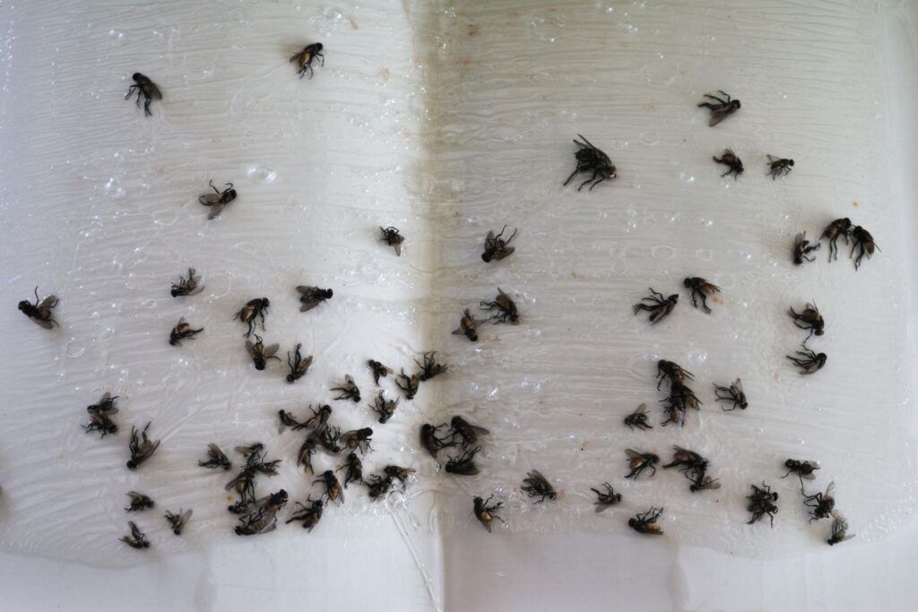flies pest control independent pest control