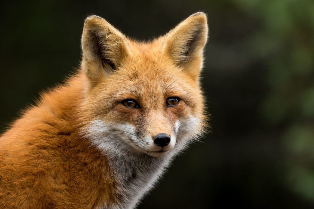 fox independent pest control