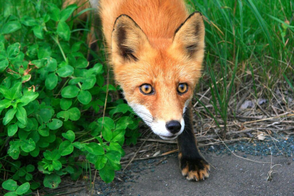 fox pest control independent pest control