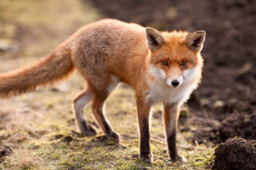 foxes pest control independent pest control