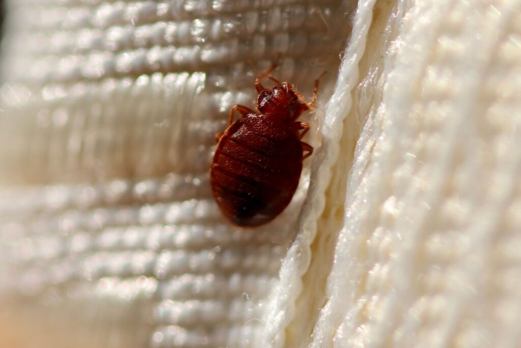 independent pest control bed bugs