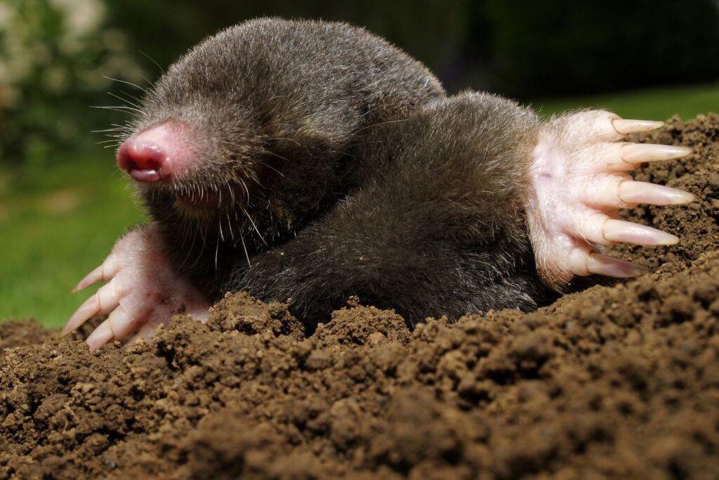 mole independent pest control
