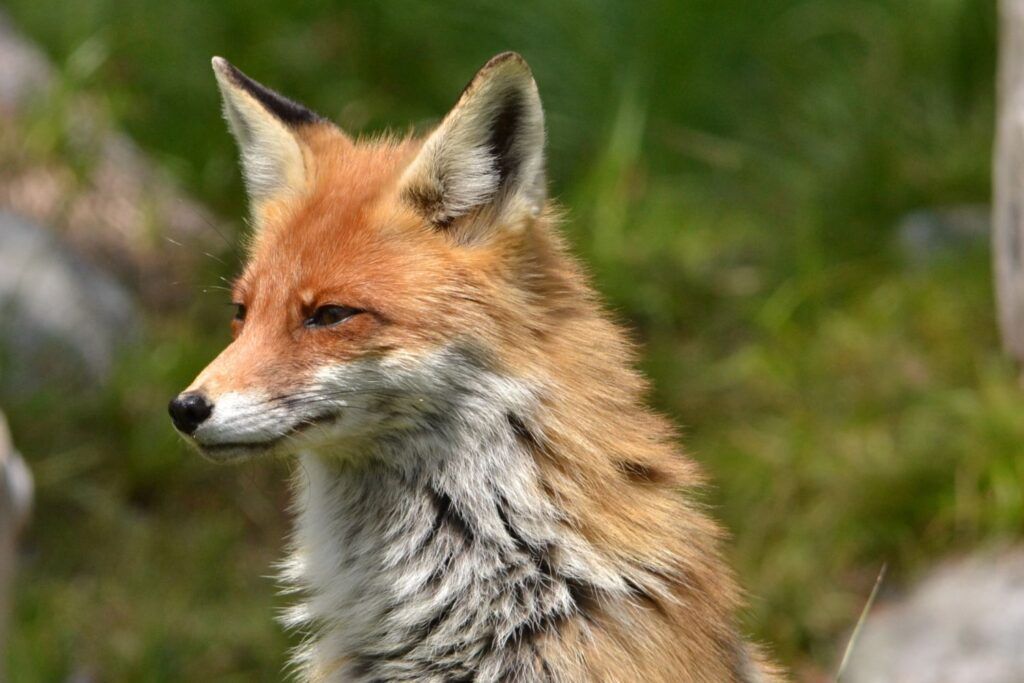 pest control independent pest control for foxes