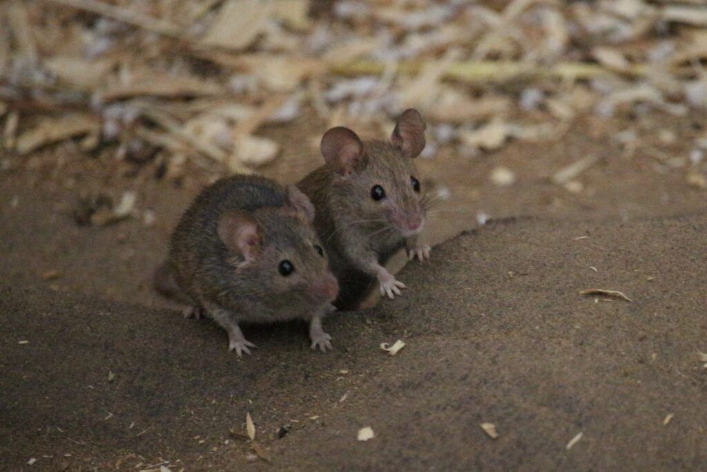 pest control independent pest control for mice