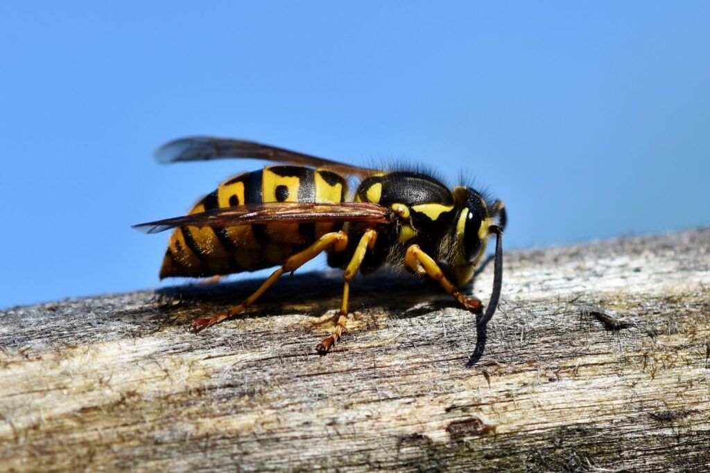 pest control independent pest control for wasps