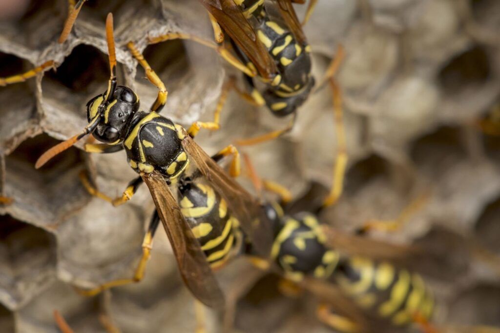 wasp independent pest control