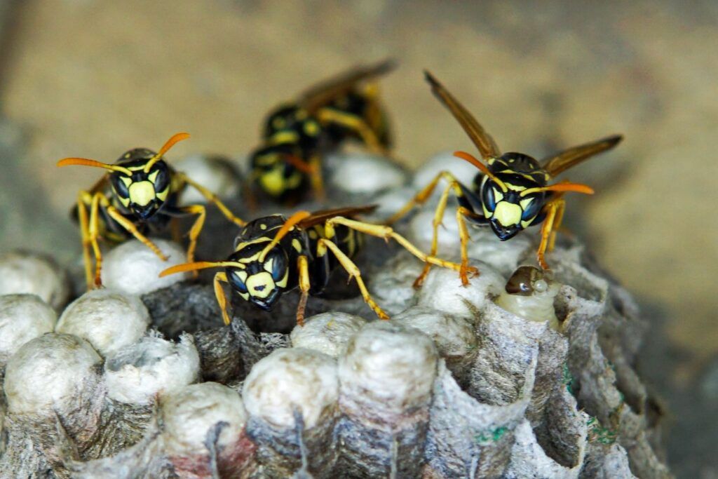 wasp pest control independent pest control
