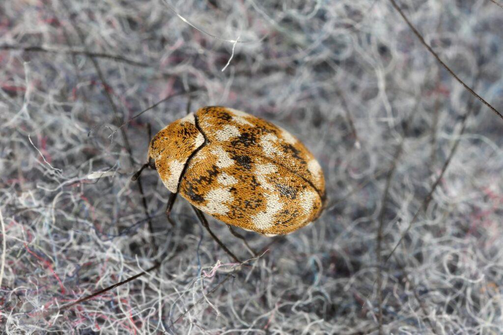 carpet beetle independent pest control