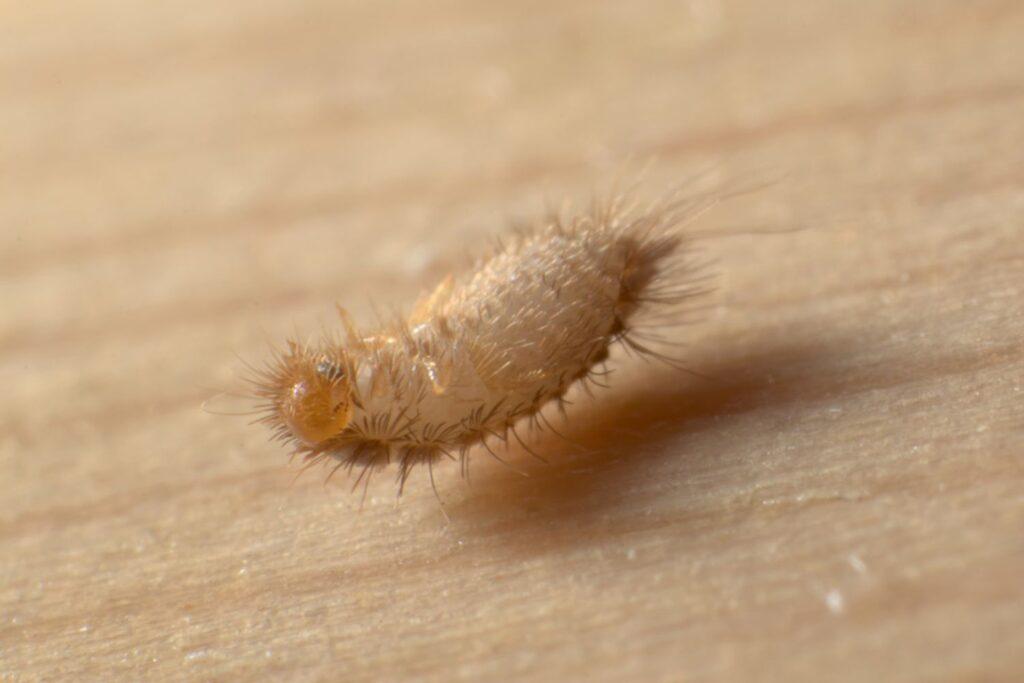 carpet beetle independent pest control (2)