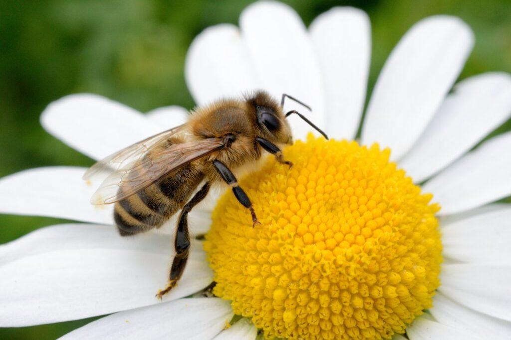 independent pest control & hygiene services ltd bee