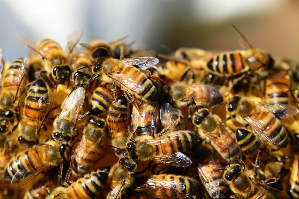 independent pest control & hygiene services ltd bees control