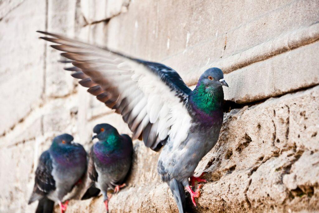 independent pest control & hygiene services ltd pigeon pest control (2)