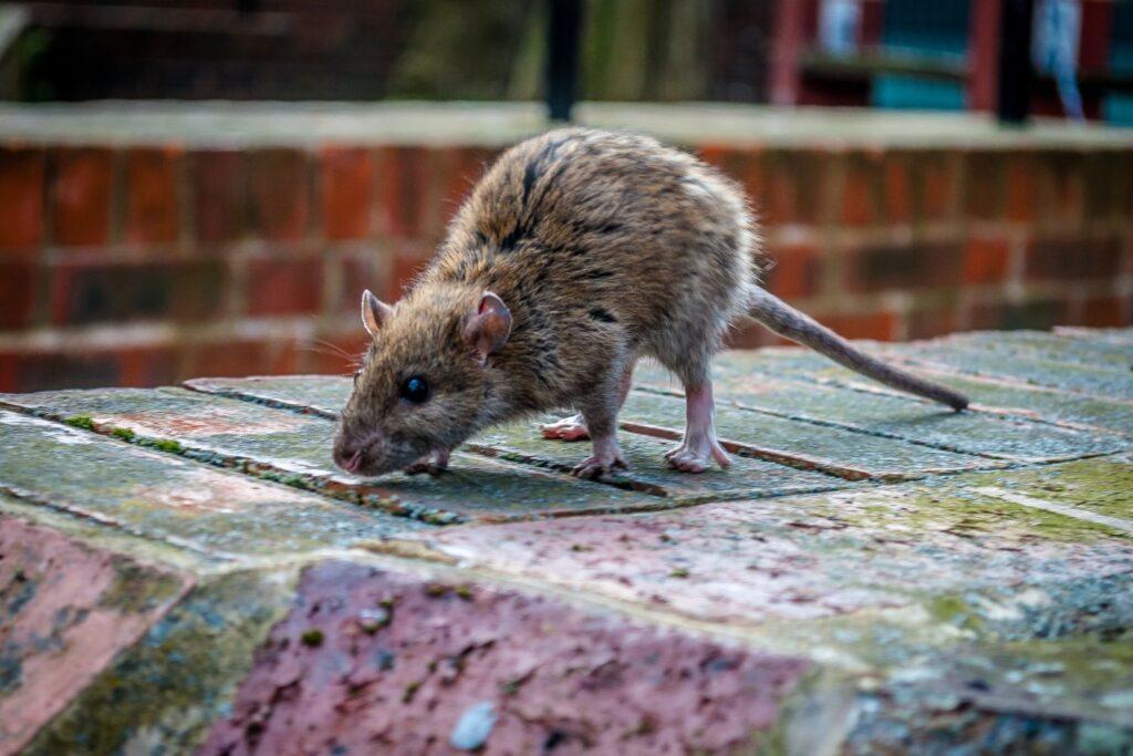 independent pest control & hygiene services ltd rats pest control