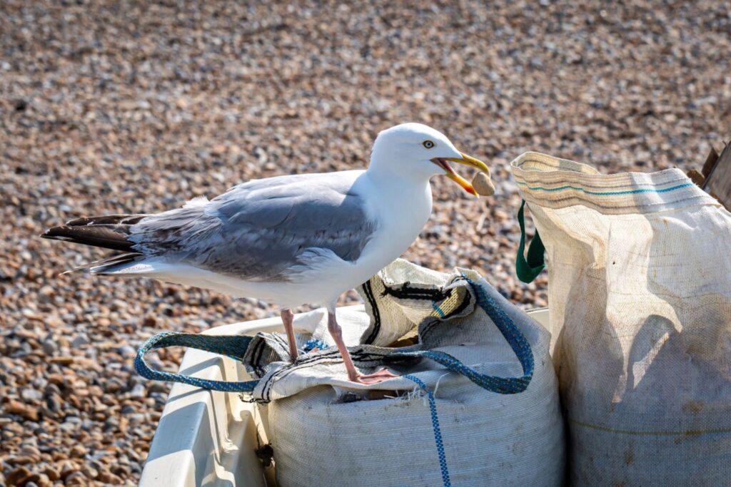 independent pest control & hygiene services ltd seagull pest control (2)