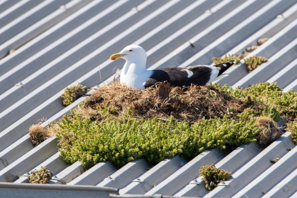independent pest control & hygiene services ltd seagull pest control